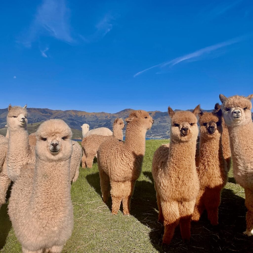 Alpaca Farm Tour
